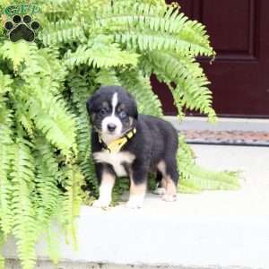 Ace, Miniature Australian Shepherd Puppy